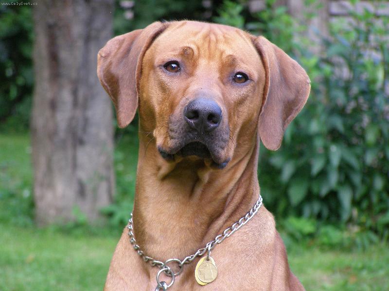 Foto: Ernie Green z Tikovického vršku