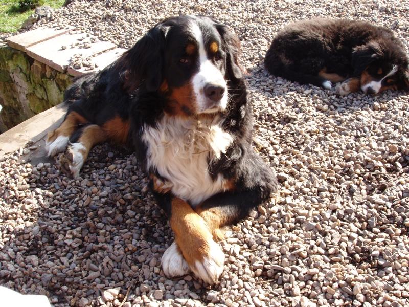 Foto: Lusy-naše dáma-právě usnul...