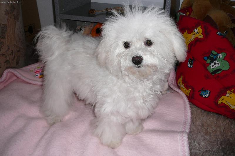 Foto: Tak foť už!-Happy Dayssi Canis Bohemia