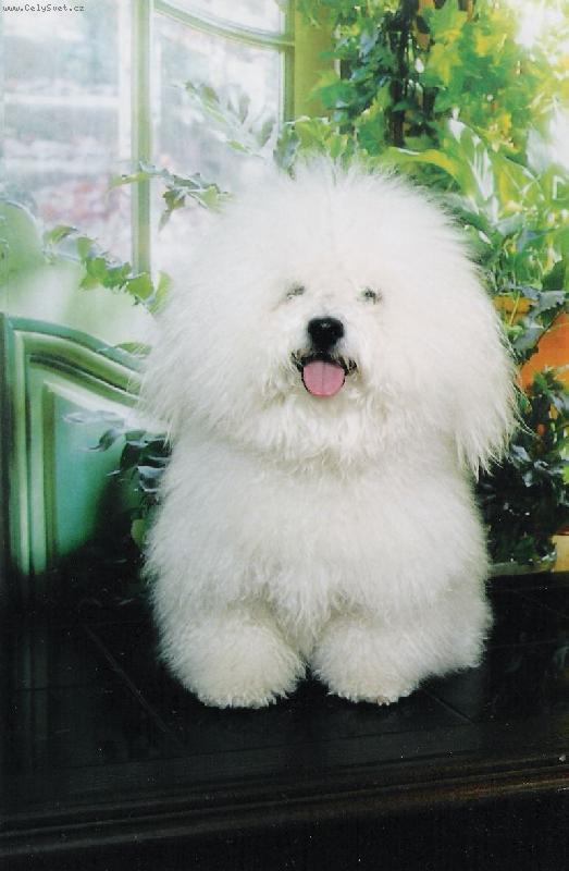 Foto: Hlídám-Derrick Canis Bohemia