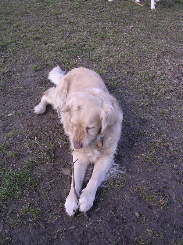 Foto: Kesi-a budem hryzat větvičku a budem =)