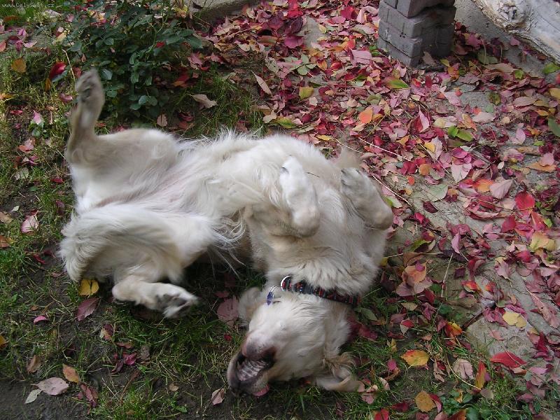 Foto: Kesi, kdo jiný, že?-pořídně se vyválíme =o)