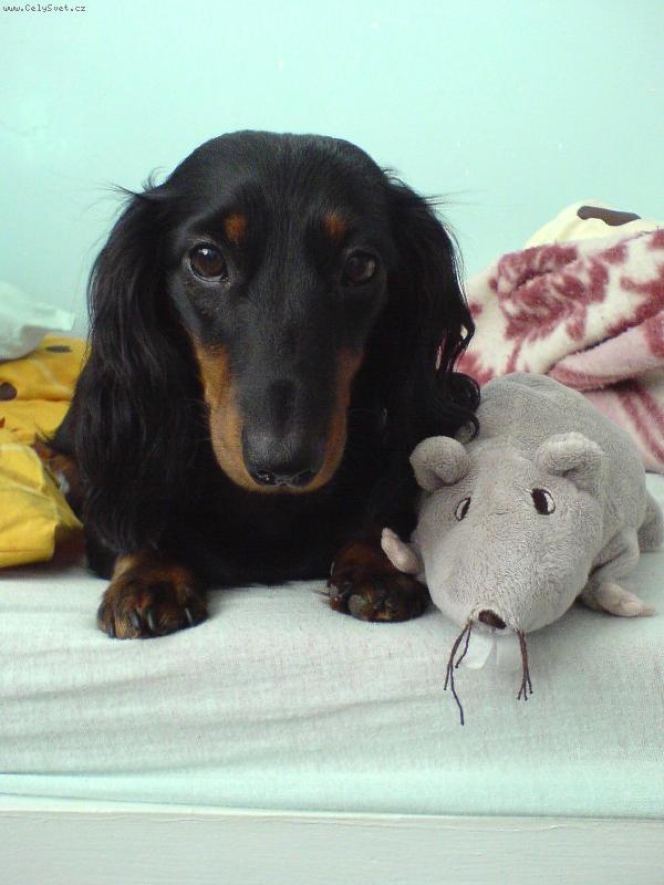 Foto: Dája ze Štěkotu