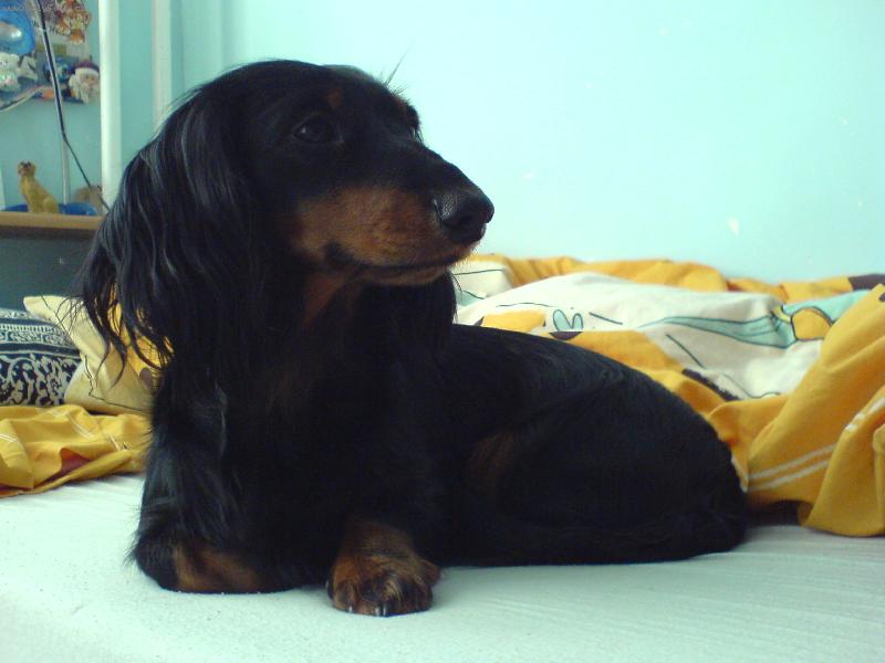 Foto: Dája ze Štěkotu