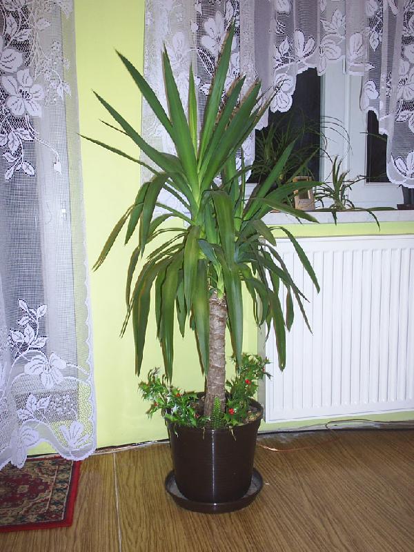 Foto: Radost s pěstování-Juka po 3 letech