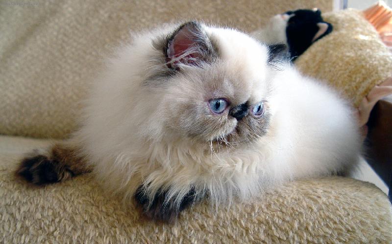 Foto: Josephine Deste, CZ-Perská kočka s želvovinovými odznaky