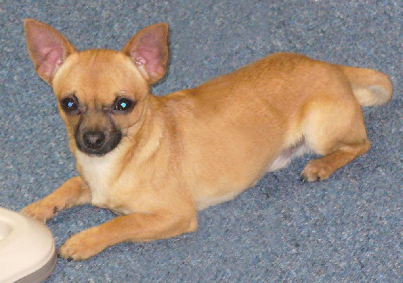 Foto: Fenri relaxuje-Asi usnu...toho jídla bylo prostě moc ...