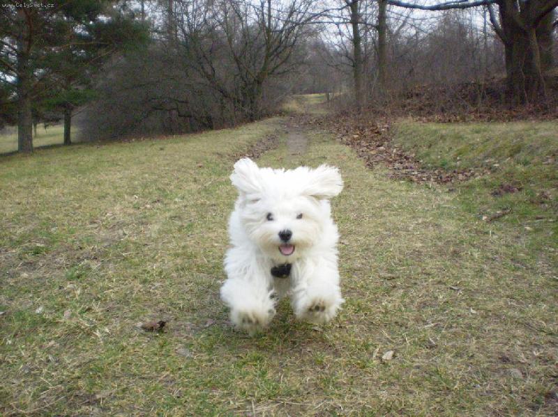 Foto: Běžíííím-montík je prostě živel