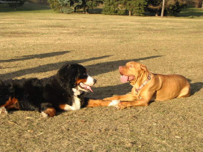 Foto: \"....be my Valentine, baby!\"-Astor (zamilovaný) se svou kamarádkou...