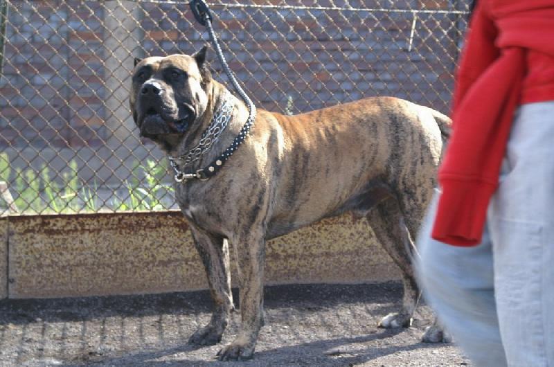 Foto: BICHO Xanti Land-\"GUANCHOS\"