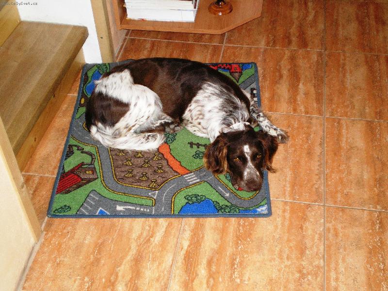 Foto: Arka z loučské paseky-odpočívá