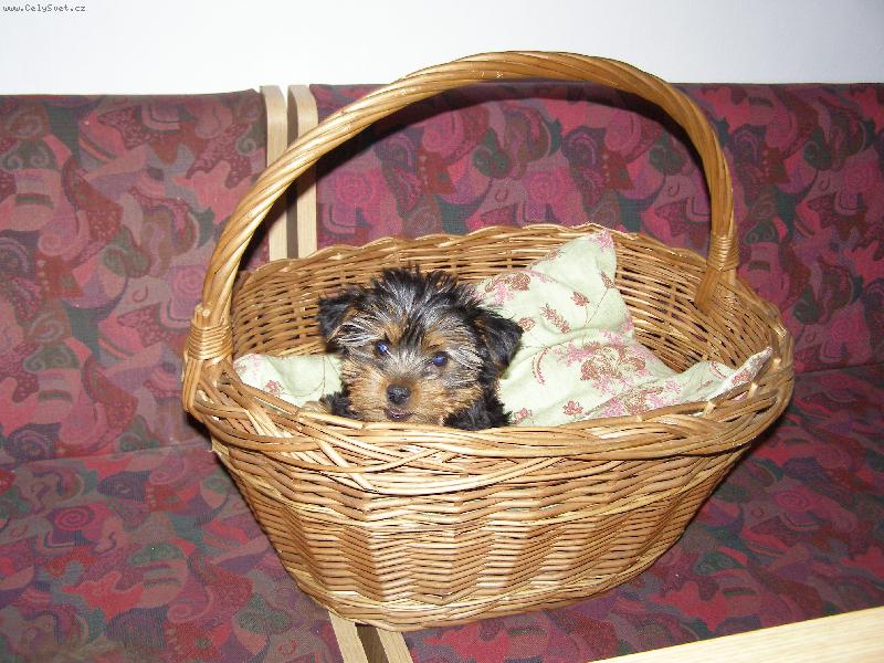 Foto: kuk  na paničku