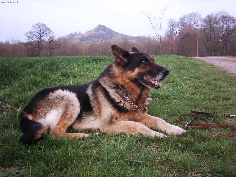 Foto: pes a příroda-Andy