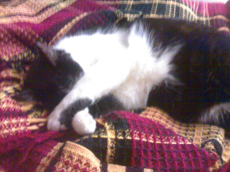 Foto: Pan Kocour-ještě jedna fotka