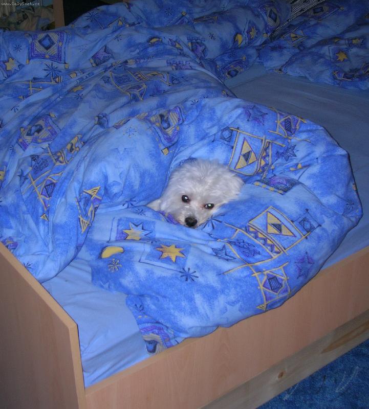 Foto: V postýlce mi je nejlépe...