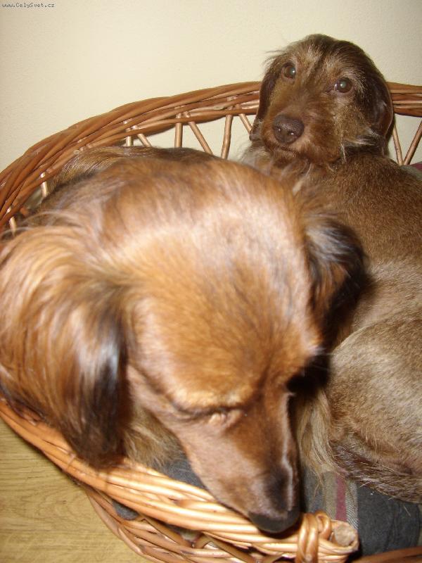 Foto: naše holky-dvě jezevčice v jednom pelechu!