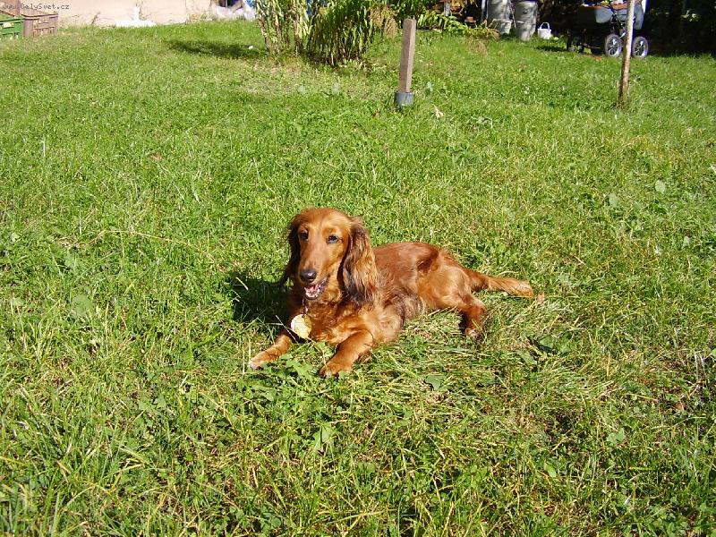 Foto: Jezevčík-jezevčice Sabinka