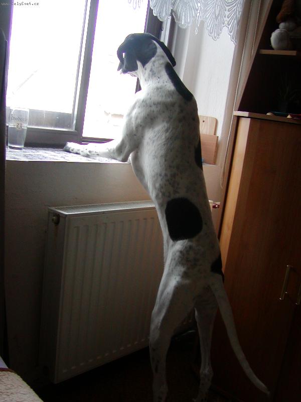 Foto: Snoopy-já chci ven..