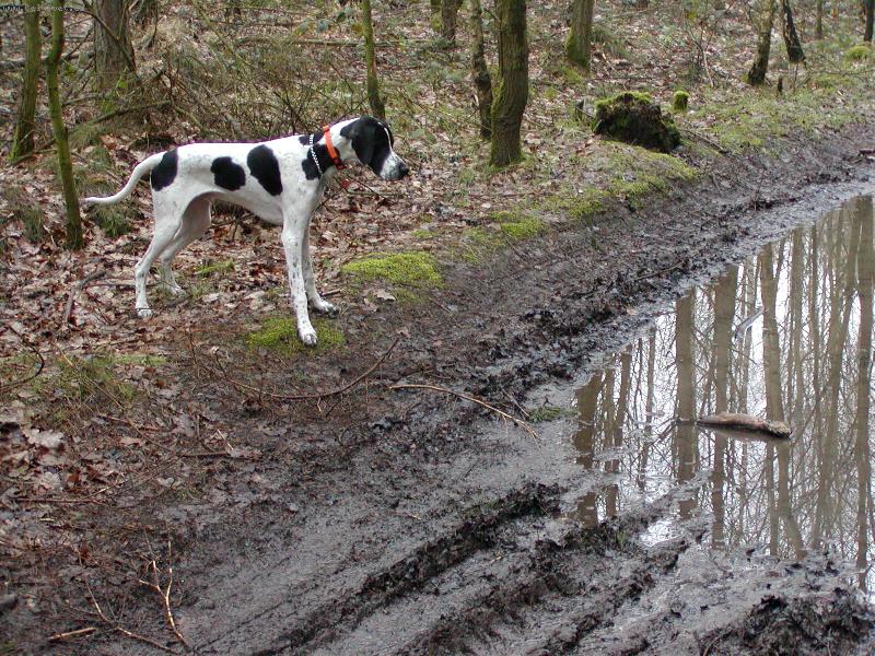 Foto: Snoopy 8 měsíců-Ha klacek