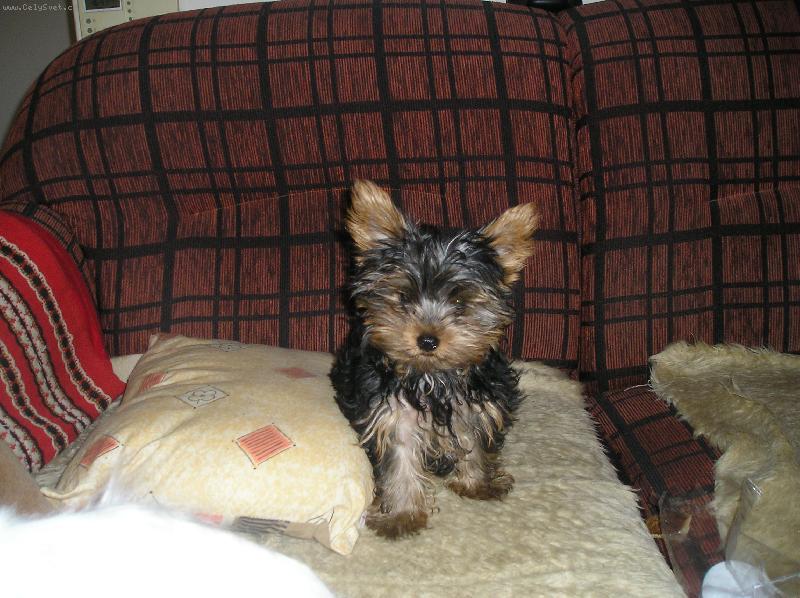 Foto: ČIKY-MAM 4 MESIACE