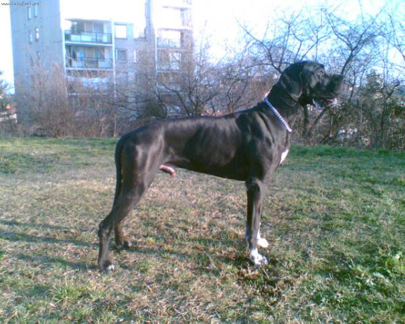 Foto: Dante Český Sirius