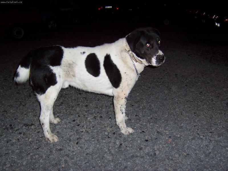 Foto: Emir Chan z Průčelské rokle