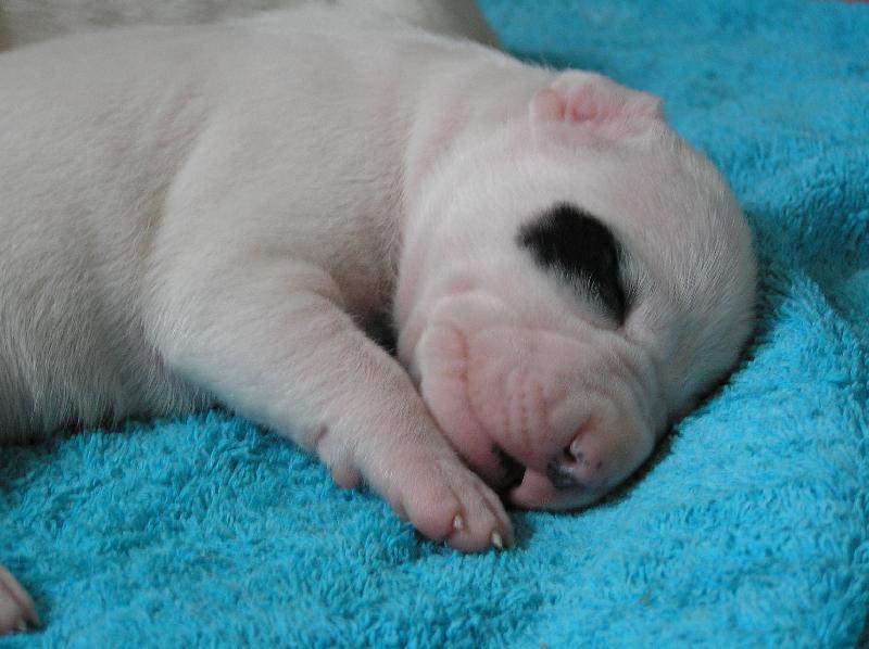 Foto: fenka - Blanský les - D