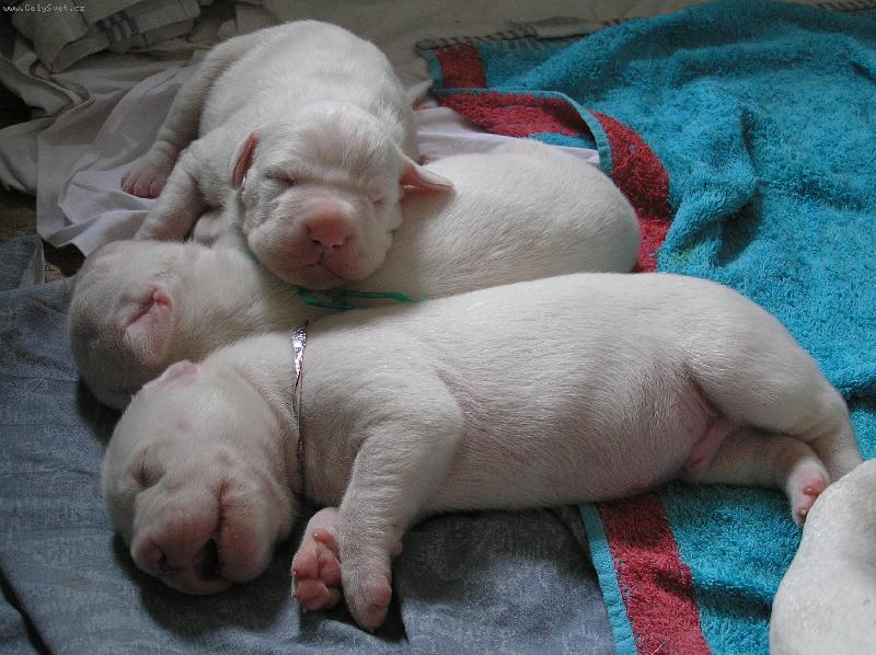 Foto: Blanský les vrh D (psi)