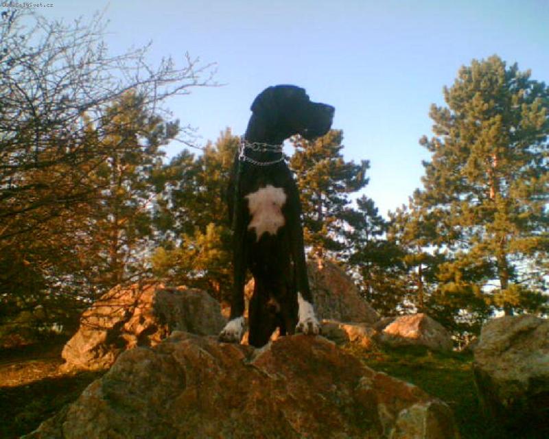 Foto: Dante Český Sirius