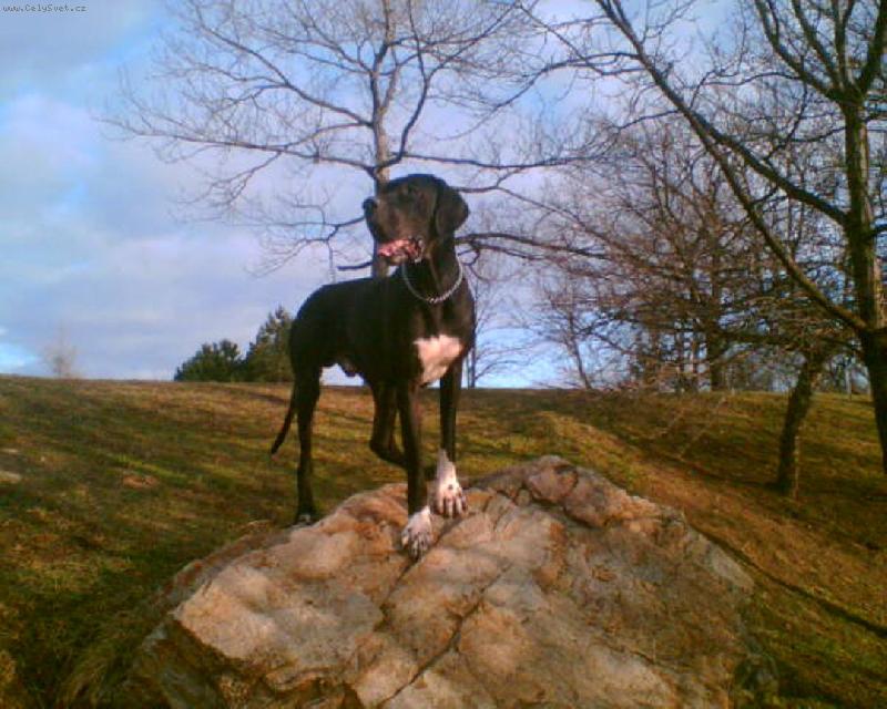 Foto: Dante Český Sirius