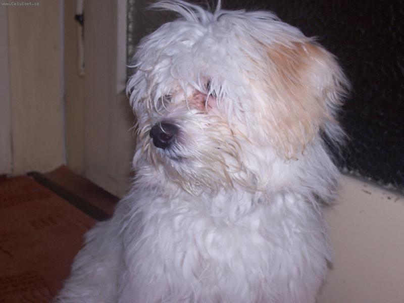 Foto: Timeček chce ven