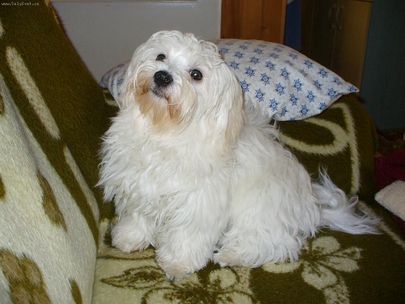 Foto: Ellinka-náš mazel