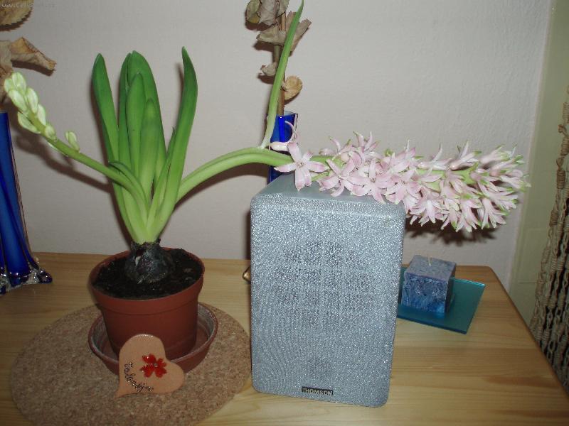 Foto: hyacint-Vyrostly nám 2 stonky květů