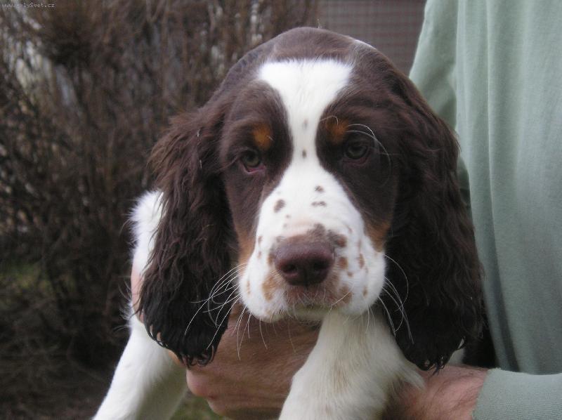 Foto: Chcete mne ?-Largo se představuje.