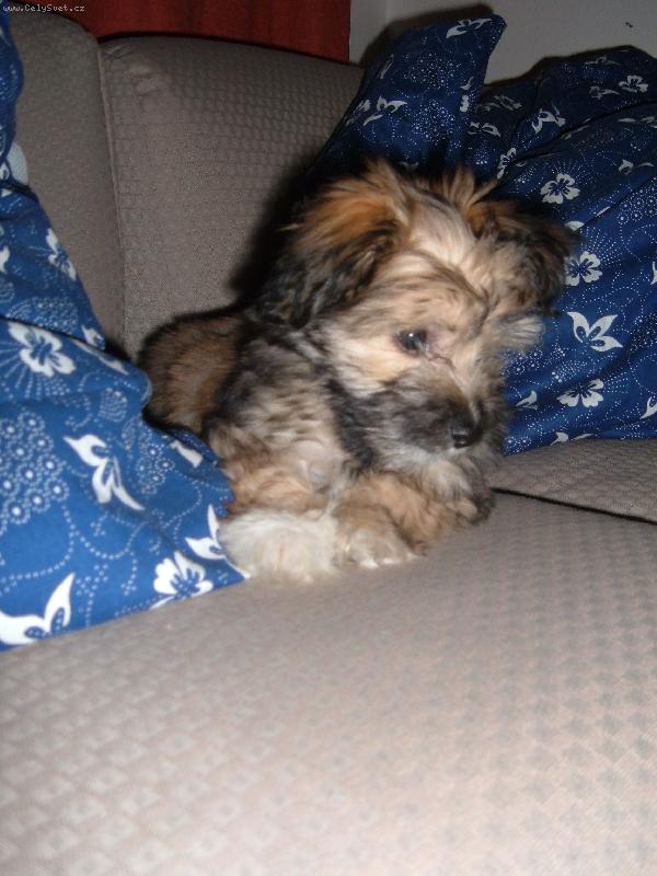 Foto: To je náš Tobínek.-Na gauči to je paráda