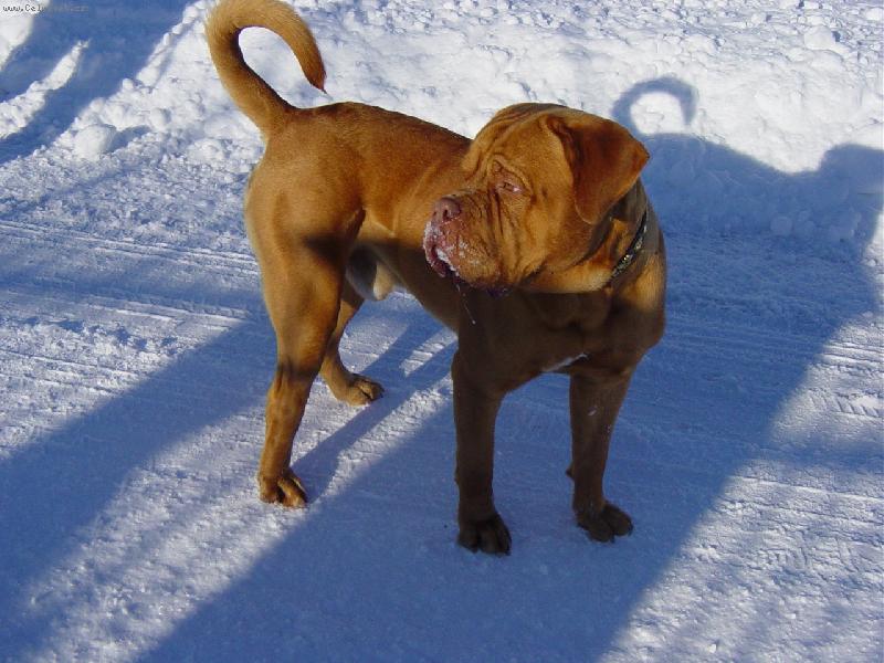 Foto: Bentley a sn�h 3