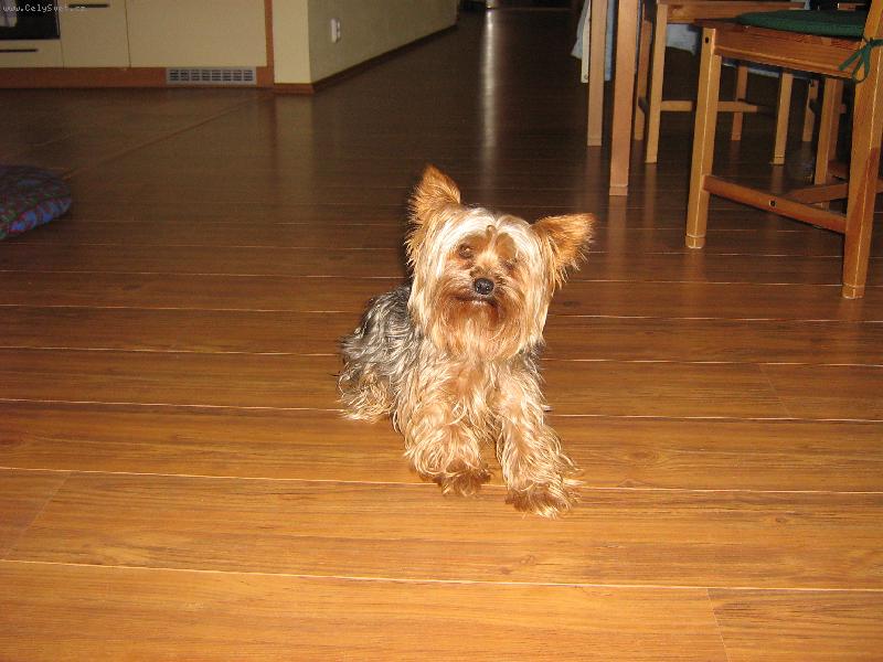 Foto: Náš psík Tobííík