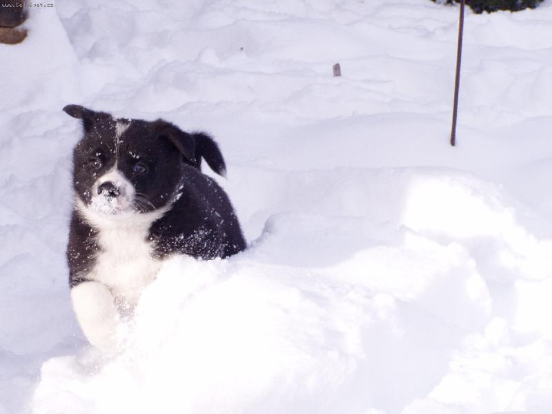 Foto: chovná stanice Assi Kavon