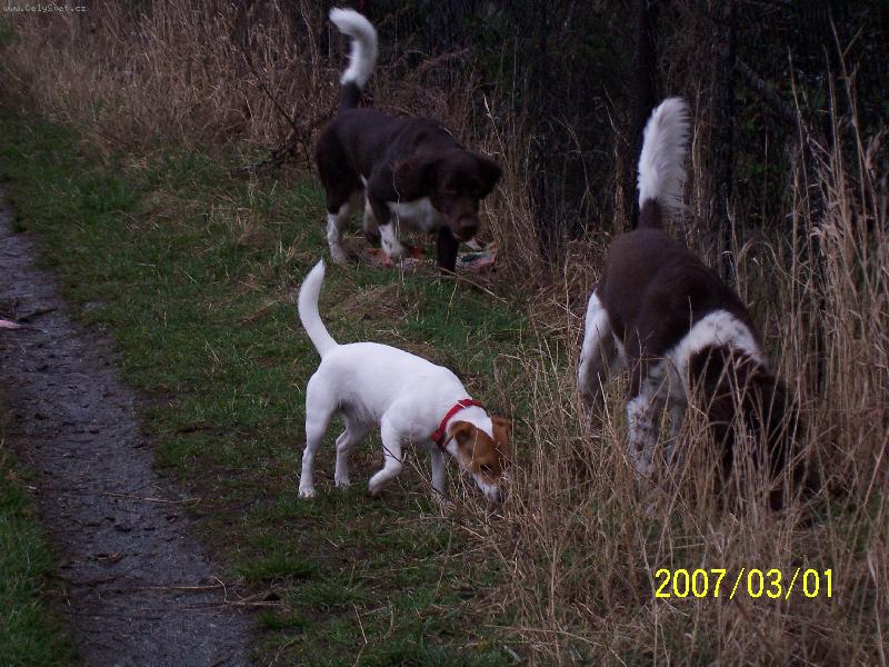 Foto: Kamarádi-Naše smečka na procházce