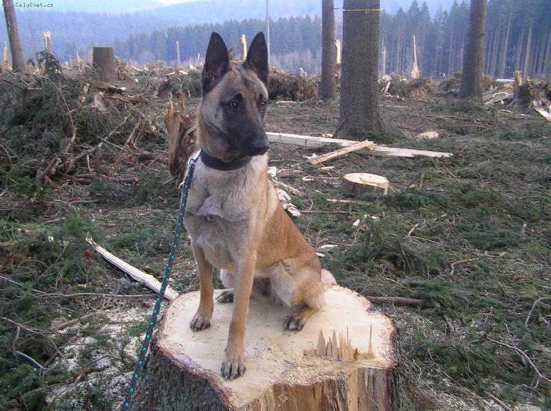 Foto: Ara Nauru-Já krásně sedim, co?