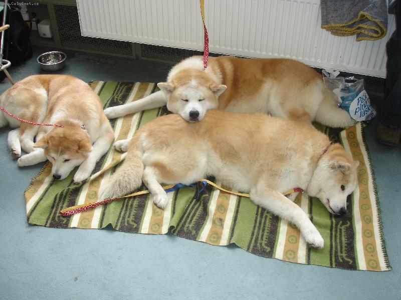 Foto: únava po výstavě