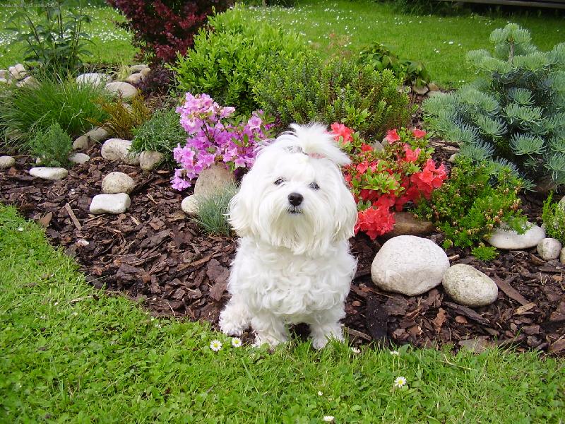 Foto: Vikinka-maltézáček(fenka)sedící na zahradě