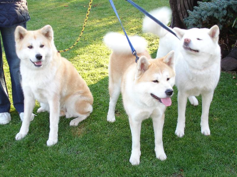 Foto: Naše holky z Bambusového háje