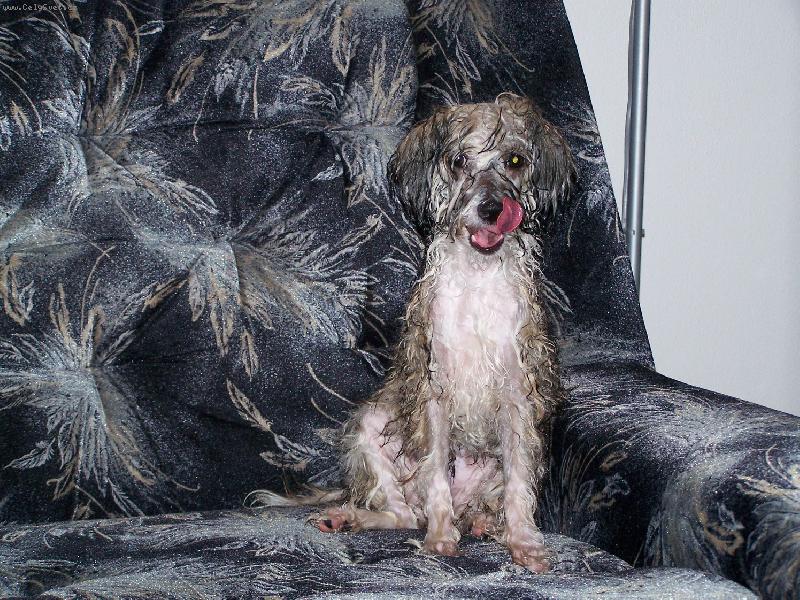 Foto: Goldinka-takhle vypadám, když se vykoupu :o)