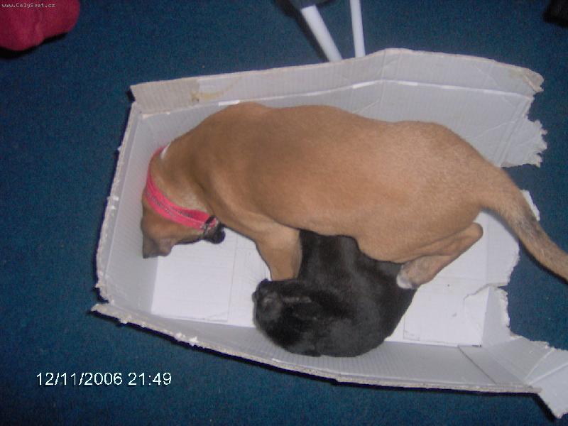 Foto: Smokey-Pejsek a kočička