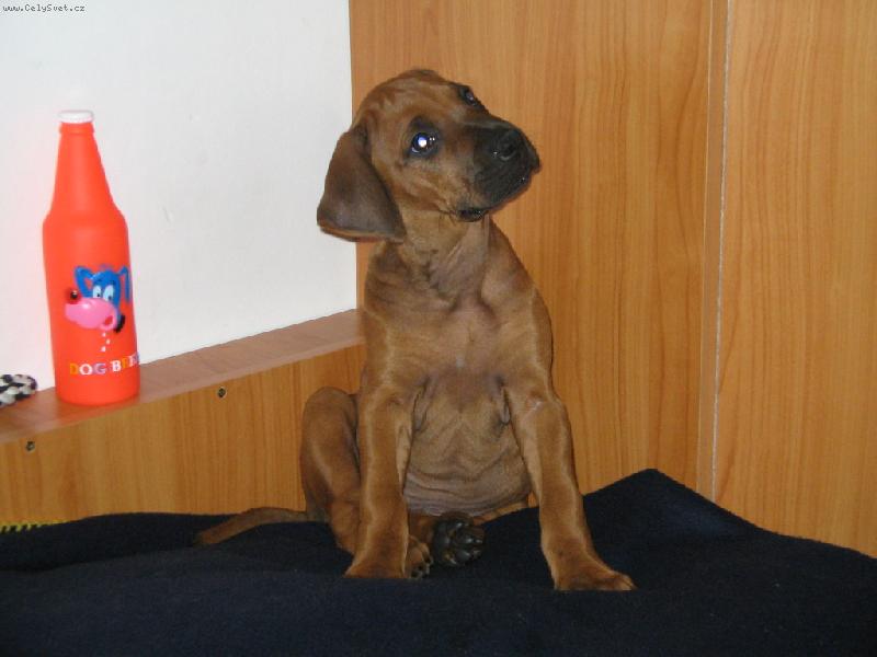 Foto: ty si taky myslis,ze jsem toho vypil moc?-bartik a pivo pro pejsky