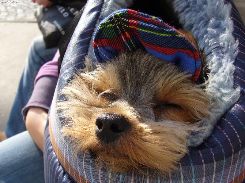 Foto: to me ta prochazka ale zmohla!!!