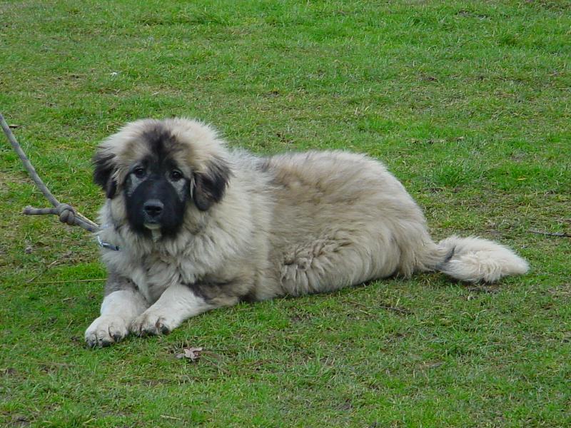 Foto: Bara Ruský medvěd CZ-Čtyřměsíční slečna