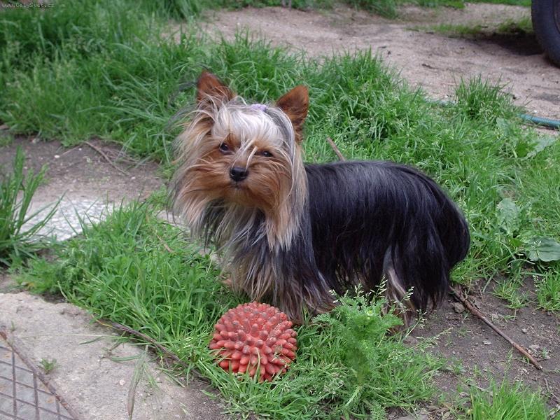 Foto: Monty Jack-Monty s ježkem