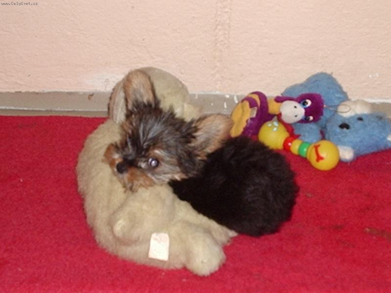 Foto: Monty Jack-Monty odpočívá